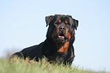 ROTTWEILER 596